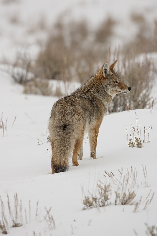 TC-Coyote-D00165-00096.jpg :: Adult coyote quartering away, stopped looking intently to his right while standing in open sage covered with snow