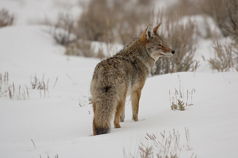 TC-Coyote-D00165-00101.jpg :: Adult coyote quartering away, stopped looking intently to his right while standing in open sage covered with snow