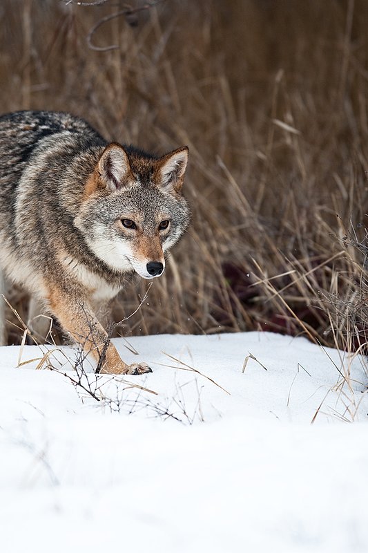 TC-Coyote-D00165-00377.jpg :: Dark pelaged Coyote  in snowy field hunting along edge of brush in snowy field
