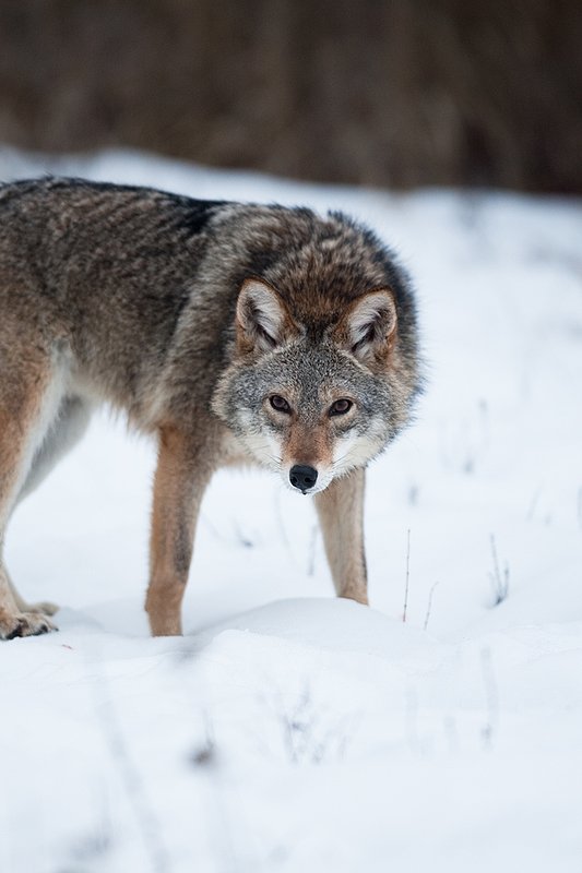 TC-Coyote-D00165-00379.jpg :: Dark pelaged Coyote  in snowy field staring intently straight on