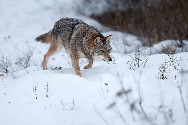TC-Coyote-D00165-00388.jpg :: Dark pelaged Coyote trotting across snowy field at the edge of brush line