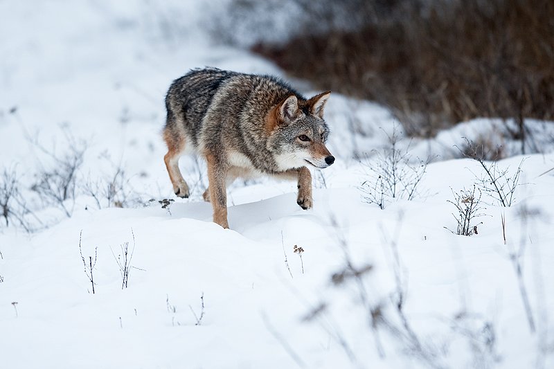 TC-Coyote-D00165-00389.jpg :: Dark pelaged Coyote trotting across snowy field at the edge of brush line