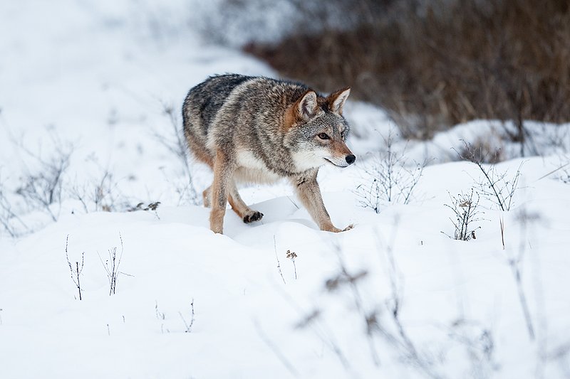 TC-Coyote-D00165-00390.jpg :: Dark pelaged Coyote trotting across snowy field at the edge of brush line