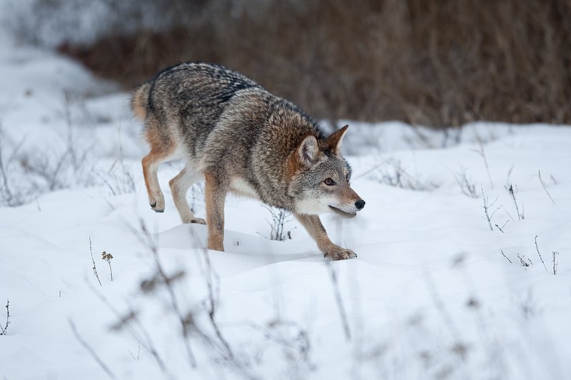 TC-Coyote-D00165-00391.jpg :: Dark pelaged Coyote trotting across snowy field at the edge of brush line