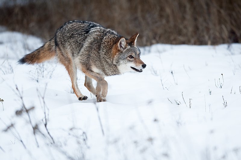 TC-Coyote-D00165-00392.jpg :: Dark pelaged Coyote trotting across snowy field at the edge of brush line