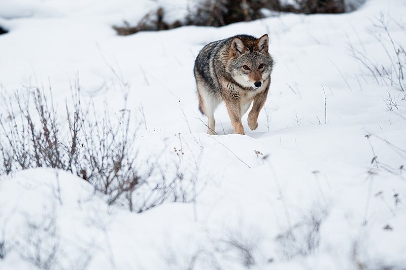 TC-Coyote-D00165-00394.jpg :: Dark pelaged Coyote trotting across snowy field at the edge of brush line