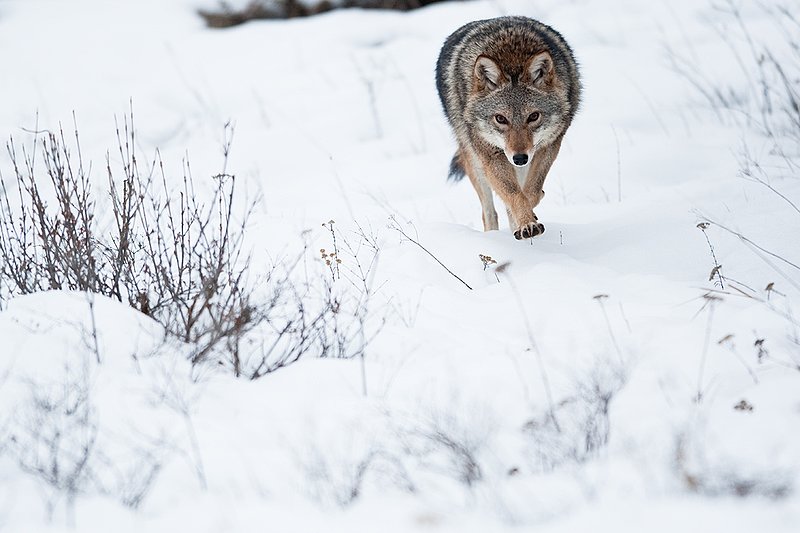 TC-Coyote-D00165-00395.jpg :: Dark pelaged Coyote trotting across snowy field at the edge of brush line