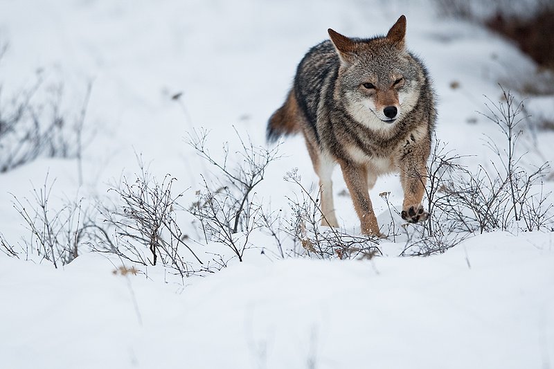 TC-Coyote-D00165-00398.jpg :: Dark pelaged Coyote trotting across snowy field at the edge of brush line