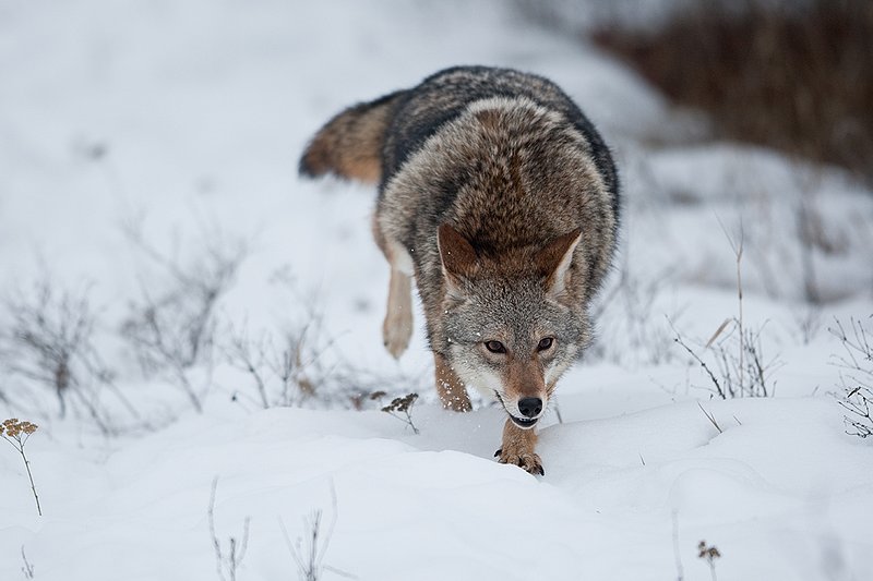 TC-Coyote-D00165-00401.jpg :: Dark pelaged Coyote trotting across snowy field at the edge of brush line
