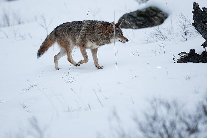 TC-Coyote-D00165-00405.jpg :: Dark pelaged Coyote trotting across snowy field