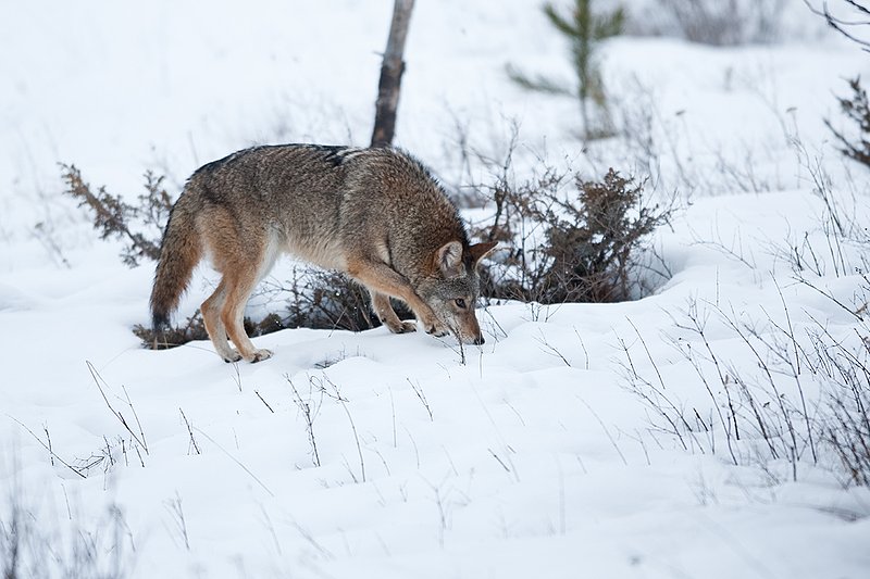TC-Coyote-D00165-00407.jpg :: Dark pelaged Coyote trotting across snowy field