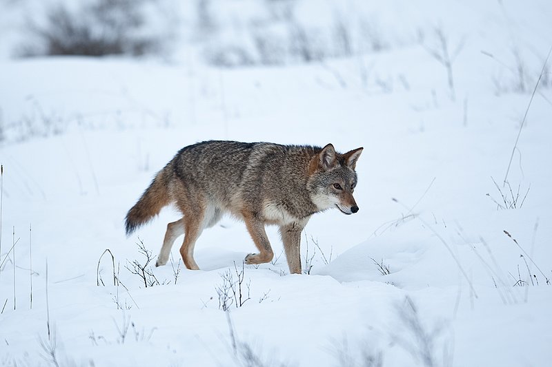 TC-Coyote-D00165-00413.jpg :: Dark pelaged Coyote trotting across snowy field