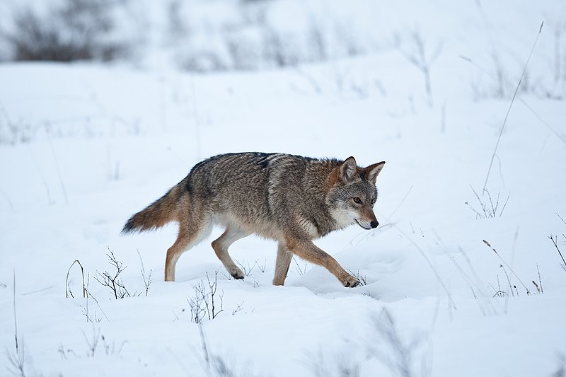 TC-Coyote-D00165-00414.jpg :: Dark pelaged Coyote trotting across snowy field