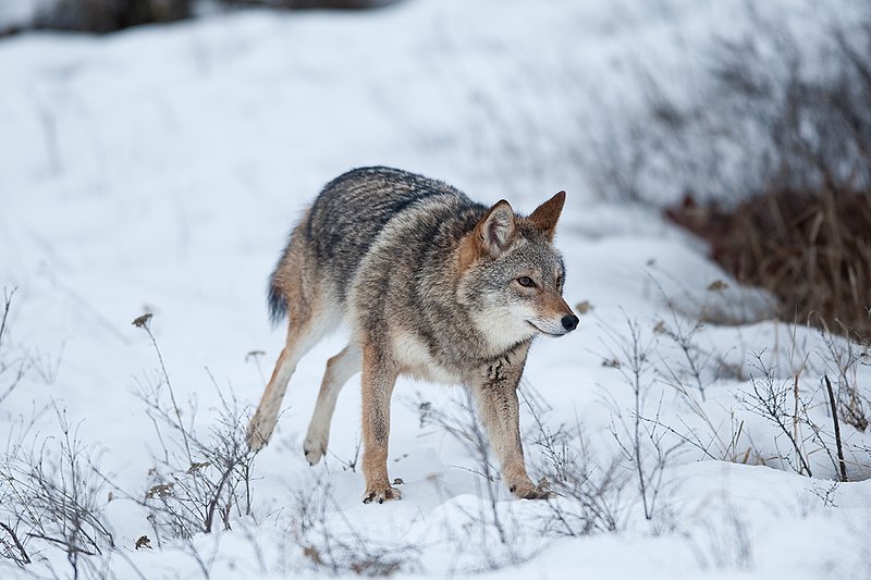 TC-Coyote-D00165-00416.jpg :: Dark pelaged Coyote trotting across snowy field