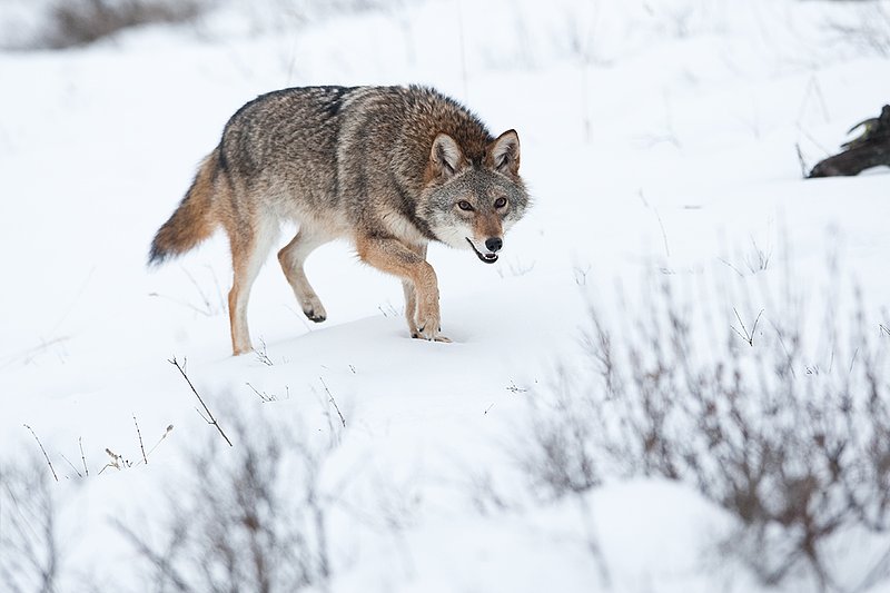 TC-Coyote-D00165-00419.jpg :: Dark pelaged Coyote trotting across snowy field