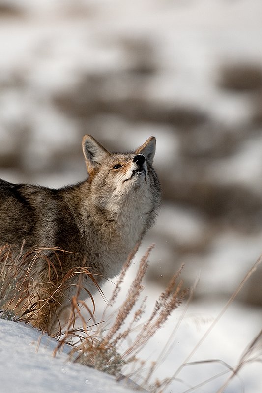 TC-Coyote-D00165-00543.jpg :: Coyote standing looking skyward at a bird flying above while on steep hillside in fresh snow and sagebrush