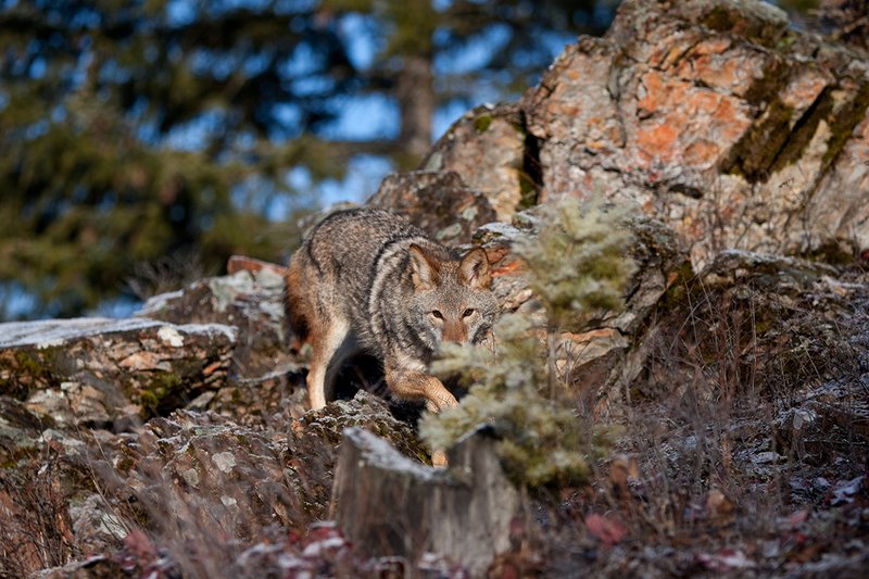 TC-Coyote-D00165-010471.jpg :: Adult Coyote hunting along a rocky ridge timber ridge with dusting of snow on the ground