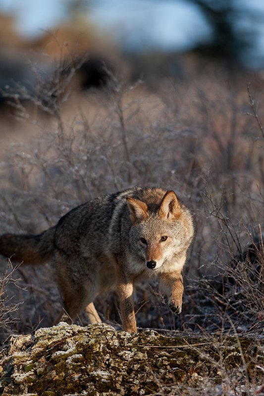 TC-Coyote-D00165-01121.jpg :: Adult Coyote hunting through rocky/frost covered semi-open brushy country dusted with fresh snow