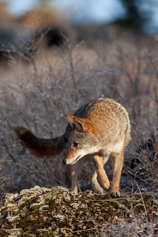 TC-Coyote-D00165-01123.jpg :: Adult Coyote hunting through rocky/frost covered semi-open brushy country dusted with fresh snow