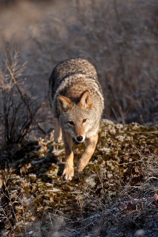 TC-Coyote-D00165-01124.jpg :: Adult Coyote hunting through rocky/frost covered semi-open brushy country dusted with fresh snow