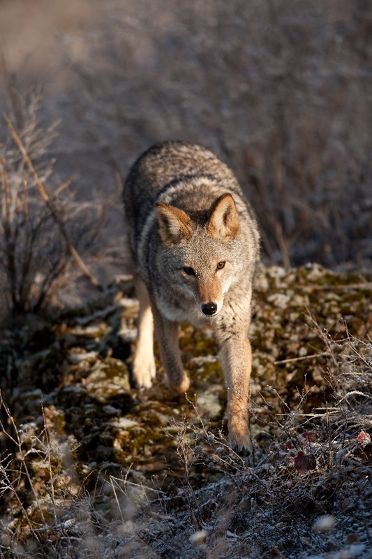 TC-Coyote-D00165-01125.jpg :: Adult Coyote hunting through rocky/frost covered semi-open brushy country dusted with fresh snow
