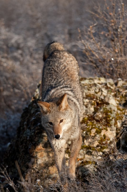 TC-Coyote-D00165-01126.jpg :: Adult Coyote hunting through rocky/frost covered semi-open brushy country dusted with fresh snow
