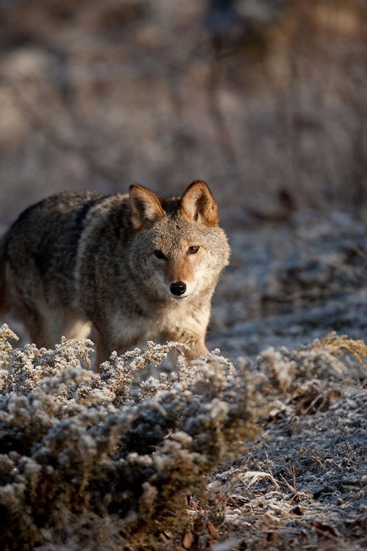 TC-Coyote-D00165-01129.jpg :: Adult Coyote hunting through rocky/frost covered semi-open brushy country dusted with fresh snow