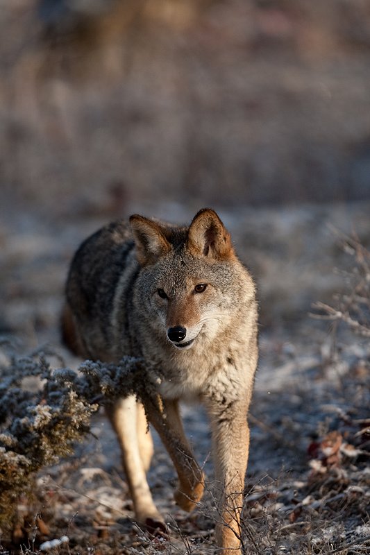 TC-Coyote-D00165-01131.jpg :: Adult Coyote hunting through rocky/frost covered semi-open brushy country dusted with fresh snow