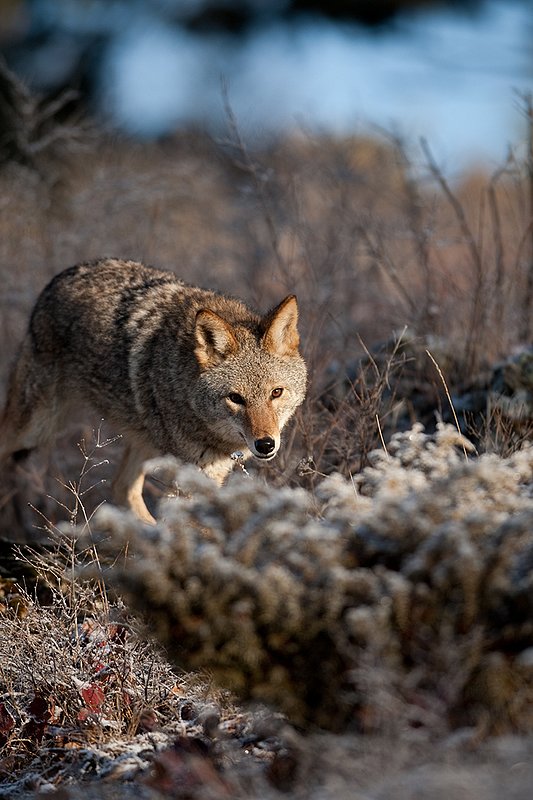 TC-Coyote-D00165-01132.jpg :: Adult Coyote hunting through rocky/frost covered semi-open brushy country dusted with fresh snow