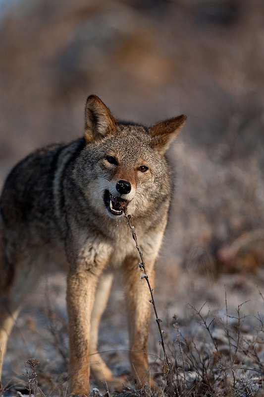 TC-Coyote-D00165-01136.jpg :: Adult Coyote chewing on end of a weed stalk in rocky/frost covered semi-open brushy country dusted with fresh snow