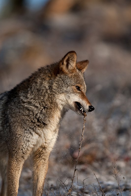 TC-Coyote-D00165-01140.jpg :: Adult Coyote chewing on end of a weed stalk in rocky/frost covered semi-open brushy country dusted with fresh snow