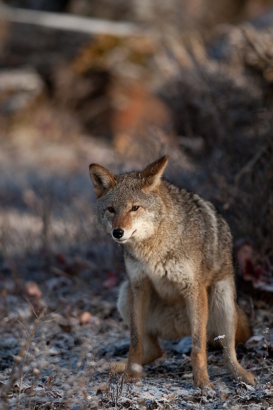 TC-Coyote-D00165-01142.jpg :: Adult Coyote pauses to defecate while hunting through  rocky/frost covered semi-open brushy country dusted with fresh snow