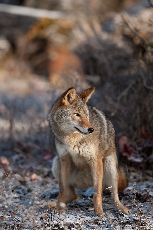 TC-Coyote-D00165-01144.jpg :: Adult Coyote pauses to defecate while hunting through  rocky/frost covered semi-open brushy country dusted with fresh snow