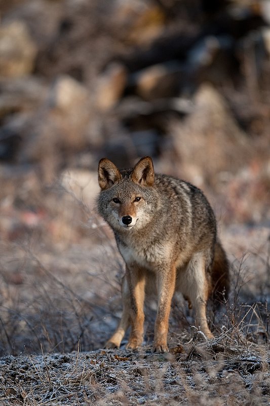 TC-Coyote-D00165-01147.jpg :: Adult Coyote pauses to defecate while hunting through  rocky/frost covered semi-open brushy country dusted with fresh snow