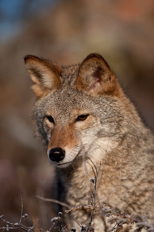 TC-Coyote-D00165-01148.jpg :: Adult Coyote head/shoulder portrait