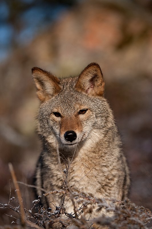 TC-Coyote-D00165-01152.jpg :: Adult Coyote head/shoulder portrait