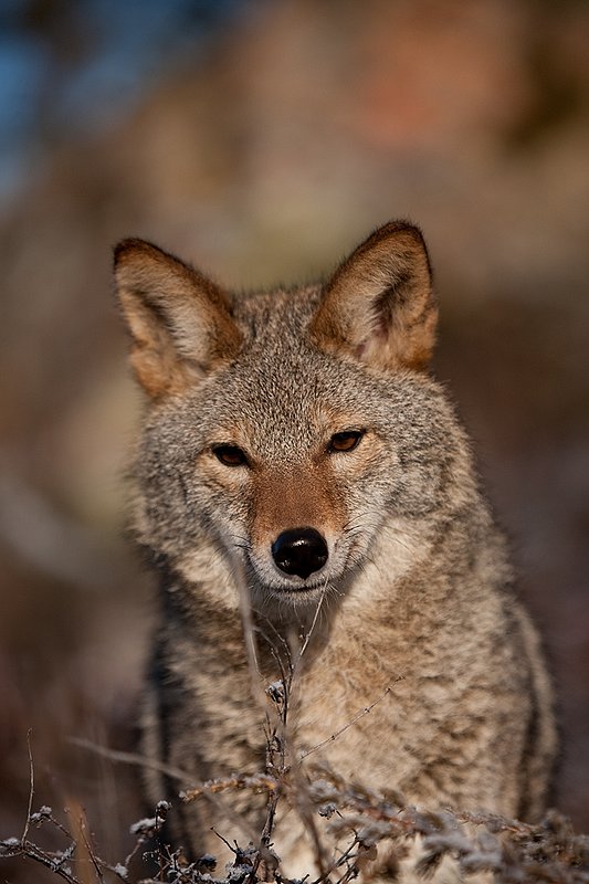 TC-Coyote-D00165-01154.jpg :: Adult Coyote head/shoulder portrait