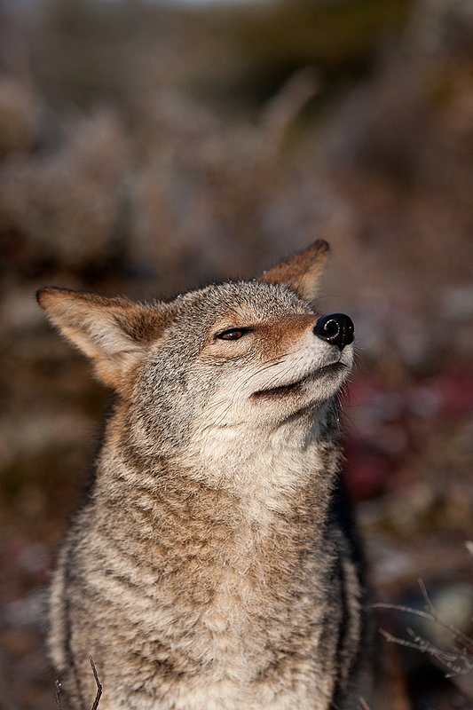 TC-Coyote-D00165-01155.jpg :: Adult Coyote head/shoulder portrait