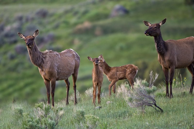 TC-Elk Cows  calves-D00316-00040.jpg :: Cow Elk with calves of the year