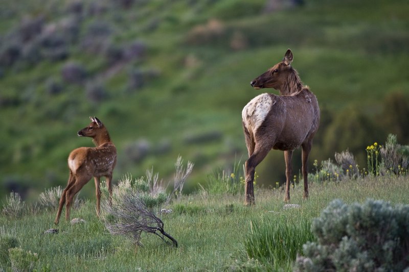 TC-Elk Cows  calves-D00316-00044.jpg :: Cow Elk with calves of the year
