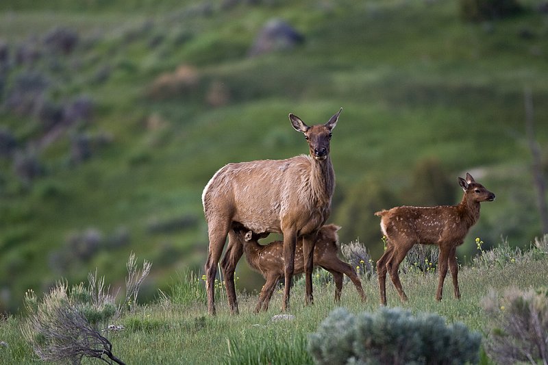 TC-Elk Cows  calves-D00316-00055.jpg :: Cow Elk nursing calf of the year proably about two weeks old