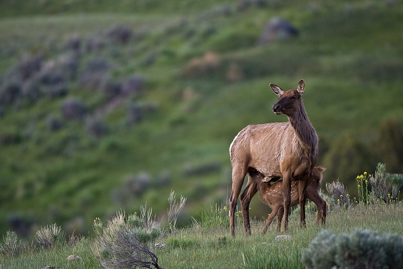 TC-Elk Cows  calves-D00316-00063.jpg :: Cow Elk nursing calf of the year proably about two weeks old