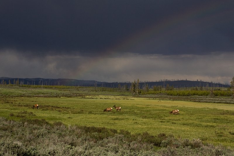 TC-Elk Cows  calves-D00316-00075.jpg :: Cow Elk feeding in a meadow under storm clouds and a rainbow