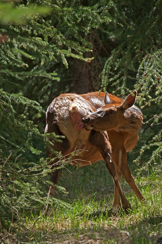 TC-Elk Cows  calves-D00316-00156.jpg :: Cow elk standing in open timber licking herself to stimulate the begining of birth for her calf