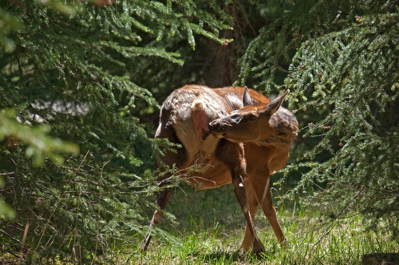TC-Elk Cows  calves-D00316-00160.jpg :: Cow elk standing in open timber licking herself to stimulate the begining of birth for her calf