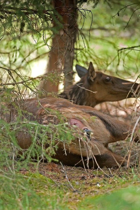 TC-Elk Cows  calves-D00316-00168.jpg :: Cow elk bedded down in brushy forested area struggles to push her calf out during the birthing process