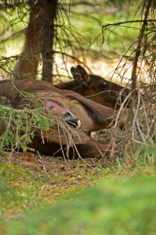 TC-Elk Cows  calves-D00316-00172.jpg :: Cow elk bedded down in brushy forested area struggles to push her calf out during the birthing process