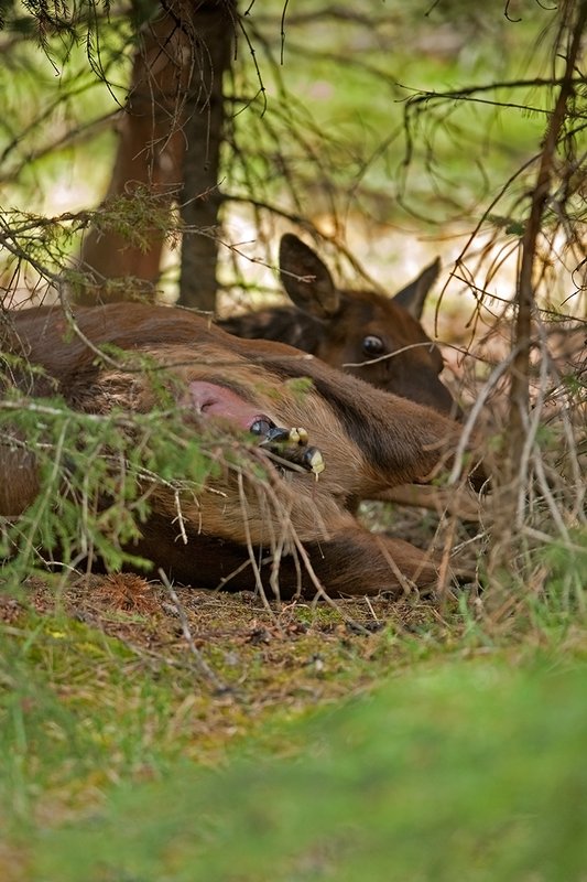 TC-Elk Cows  calves-D00316-00179.jpg :: Cow elk bedded down in brushy forested area struggles to push her calf out during the birthing process