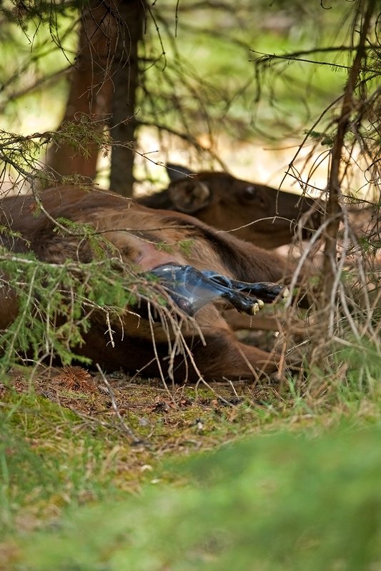 TC-Elk Cows  calves-D00316-00195.jpg :: Cow elk bedded down in brushy forested area struggles to push her calf out during the birthing process with the head and feet exposed in brith
