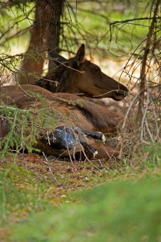 TC-Elk Cows  calves-D00316-00198.jpg :: Cow elk bedded down in brushy forested area struggles to push her calf out during the birthing process with the head and feet exposed in brith
